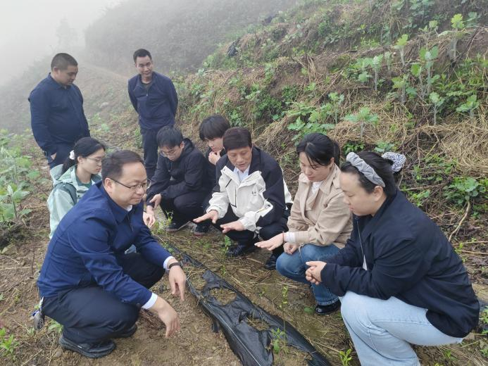 图 1专家团队在松溪村茶园观测黄金茶春季长势.png